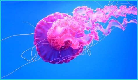 Jellyfish Are 