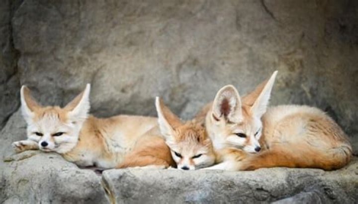 Adorable Fennec Foxes: Big Ears Explained