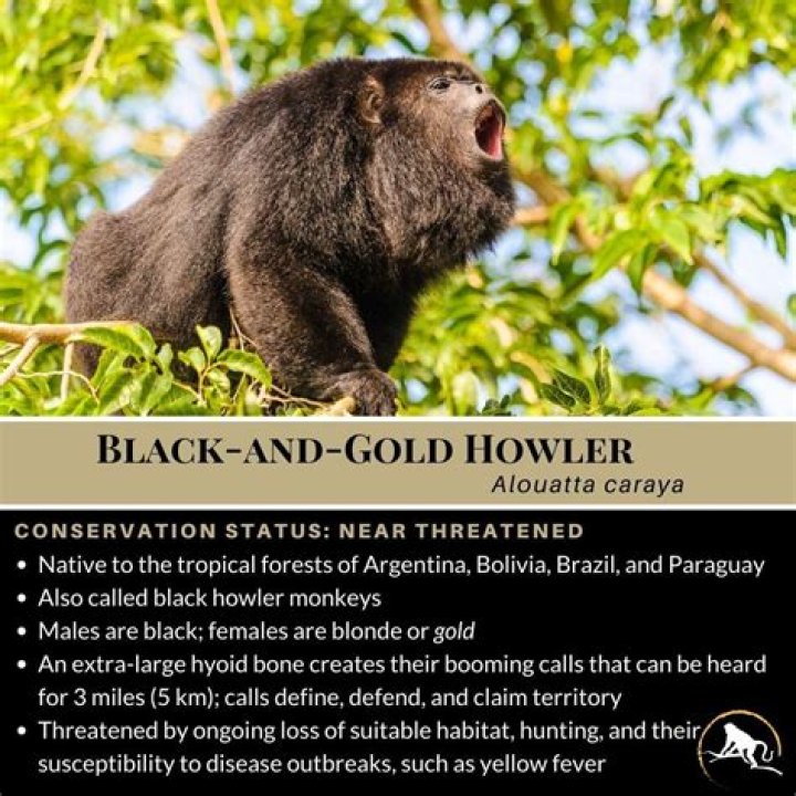 Discover the Black Howler Monkey: Facts & Info