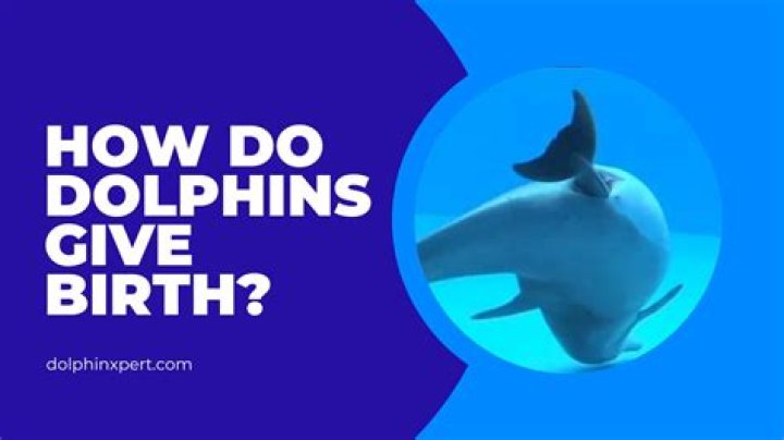 Dolphin Births: Facts & Fiction | Claims & Controversies
