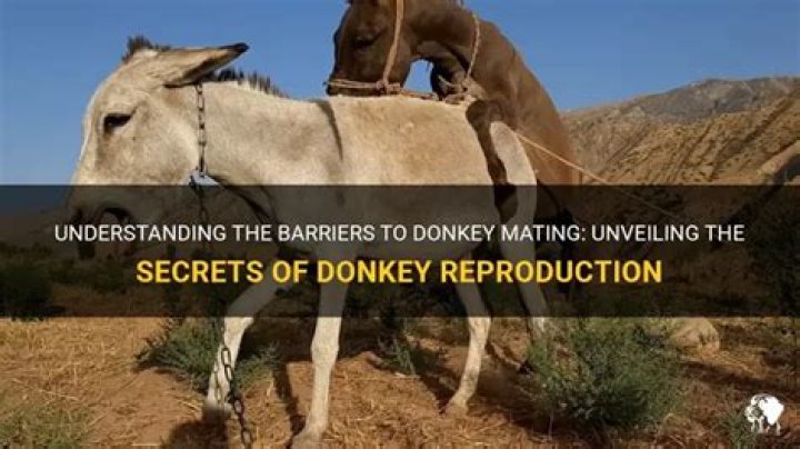 Donkey Mating Secrets: How They Mate & Breed!
