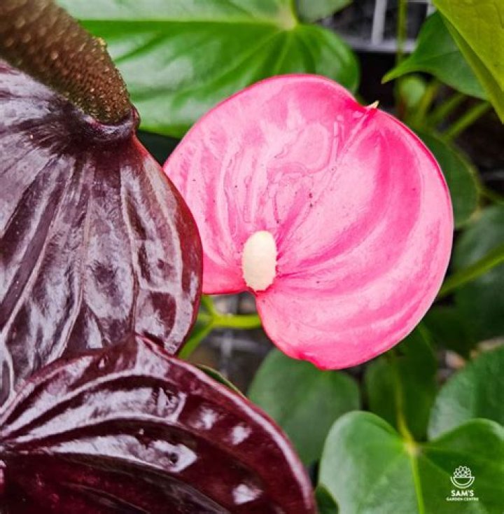Emma Anthurium: Bio, Age, & More