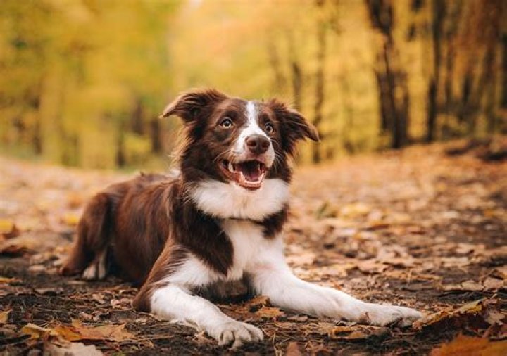 Rare Brown Border Collies: Breed Info & Pictures
