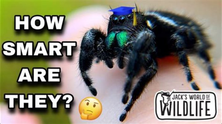 Spiders Are Smarter Than You Think! Unveiling Arachnid Intelligence