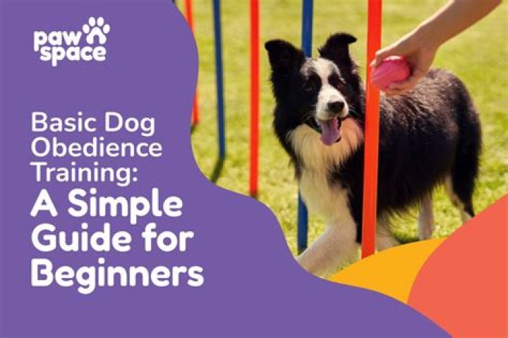 Unleash The Secrets Of Dog Training With Hannah Bluder