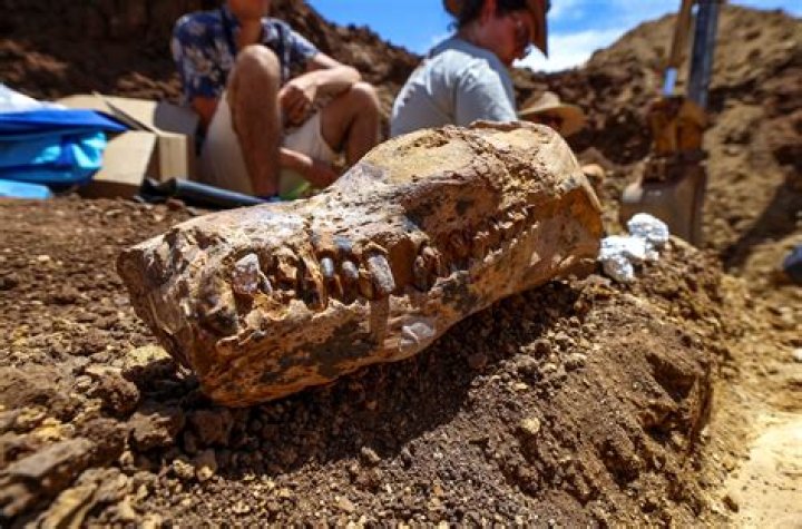 Unveiling Dan Schneider's Connection To Israel: Discoveries And Insights